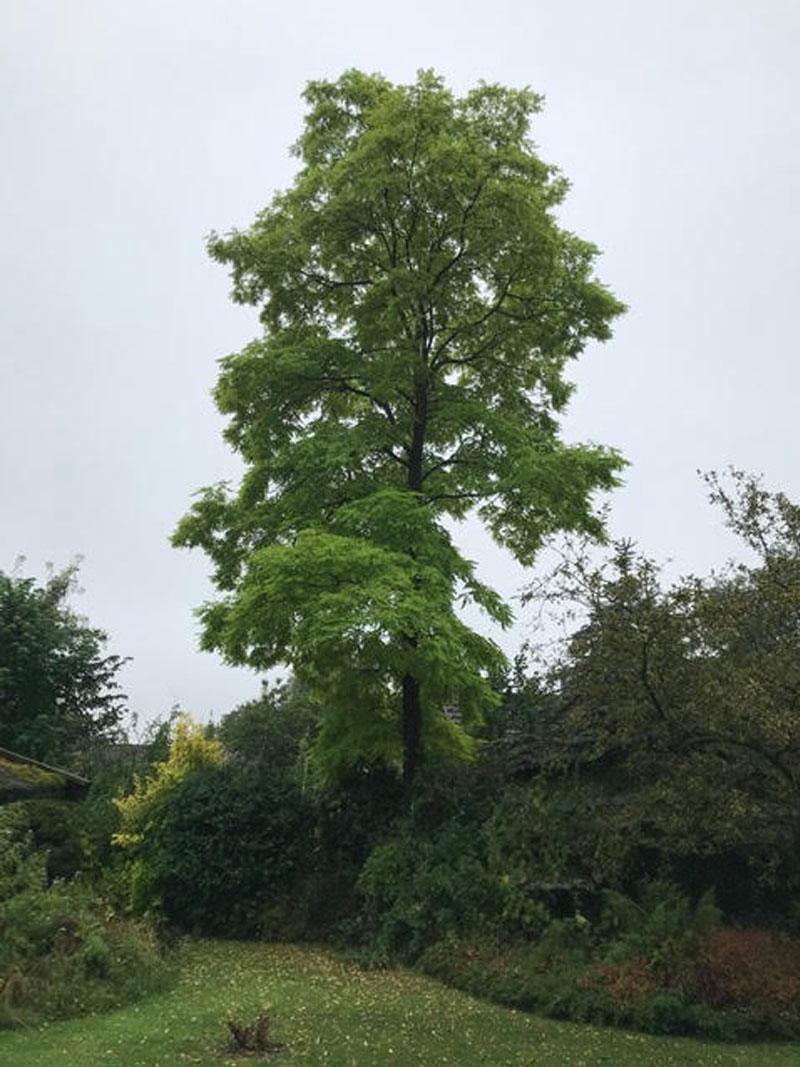 Tree in garden