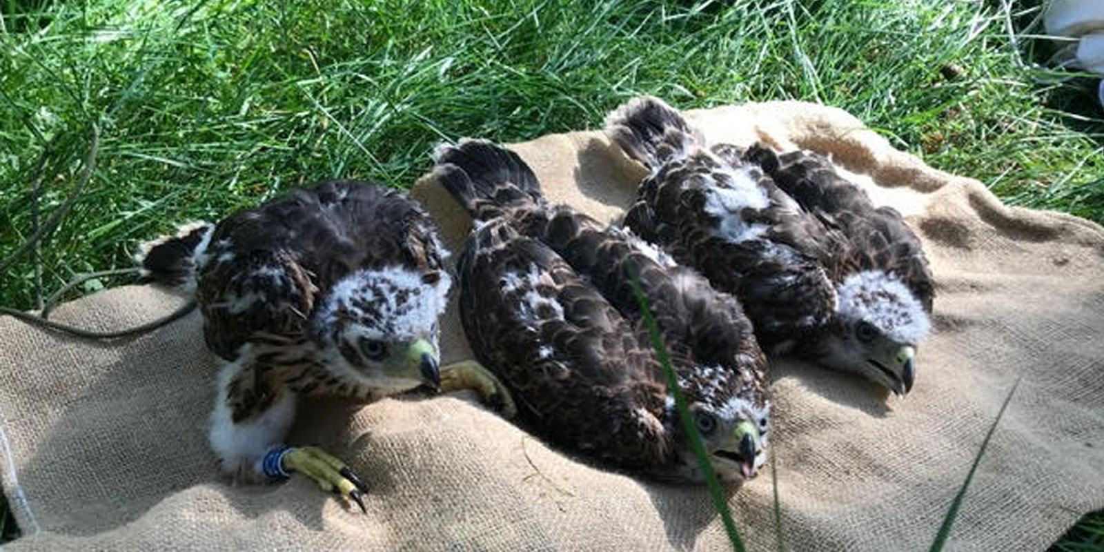 Birds in wildlife protection